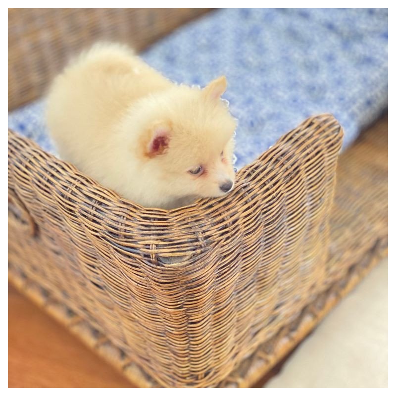 Ishela Rattan Pet Bed